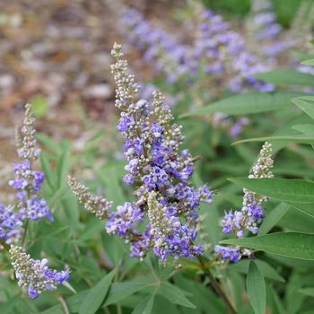 Vitex agnus-castus 'Rock Steady®' (274392)