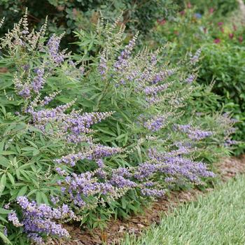 Vitex agnus-castus 'V12-2-1' PPAF