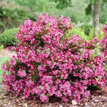 Weigela florida Sonic Bloom® 'Punch' (274394)