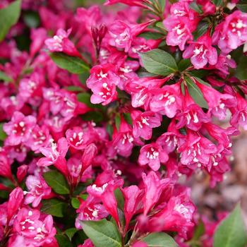 Weigela florida Sonic Bloom® 'Punch' (274395)