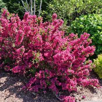 Weigela florida 'SMNW9RB' PP35915