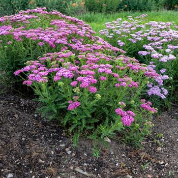 Achillea 'Firefly Fuchsia' PPAF