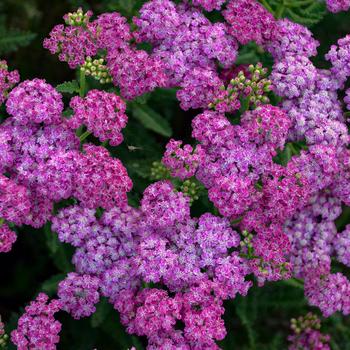 Achillea 'Firefly Fuchsia' (274398)