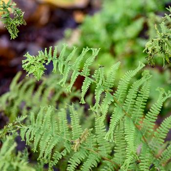 Athyrium filix-femina 'Fronds Forever'