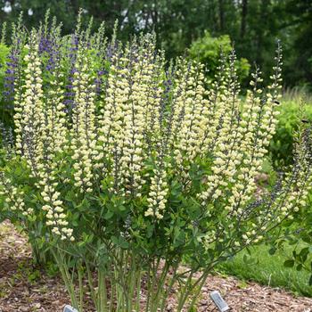 Baptisia 'Vanilla Cream II' PPAF