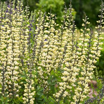 Baptisia Decadence® 'Vanilla Cream II' (274401)