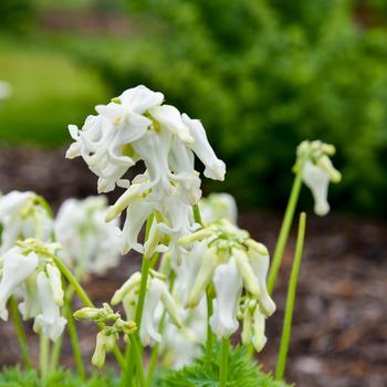 Dicentra 'White Diamonds' (274402)