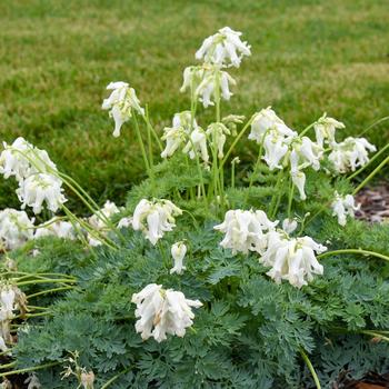 Dicentra 'White Diamonds' (274403)