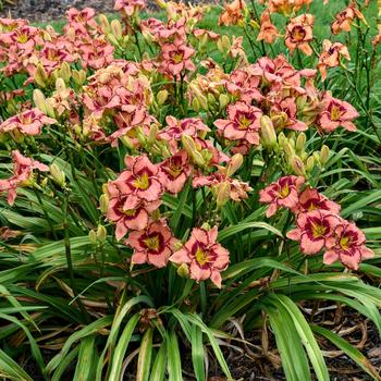 Hemerocallis Rainbow Rhythm® 'Fearfully and Wonderfully Made' (274404)