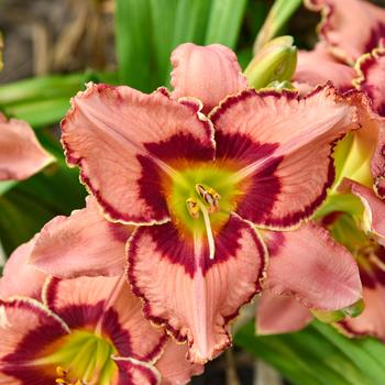 Hemerocallis 'Fearfully and Wonderfully Made' 