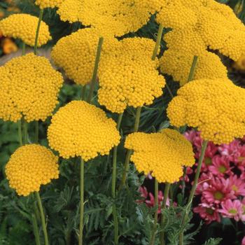 Achillea filipendulina 'Parker's Gold' (274406)