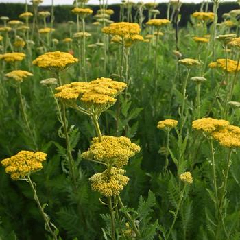 Achillea filipendulina 'Parker's Gold' 