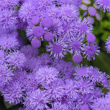 Ageratum houstonianum 'Monarch Magic™' (274408)