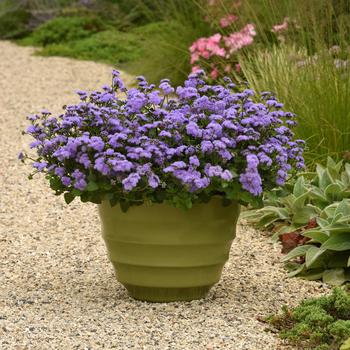 Ageratum houstonianum 'Monarch Magic™' 