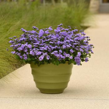 Ageratum houstonianum 'Monarch Magic™' (274410)