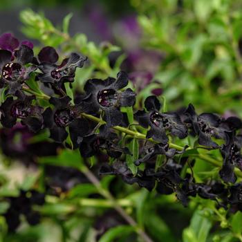 Angelonia angustifolia AngelFlare™ Black