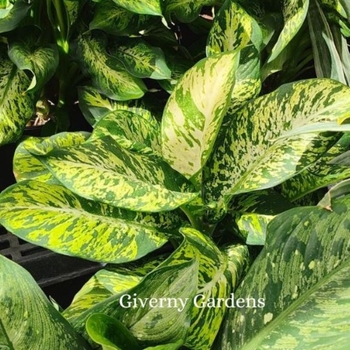 Dieffenbachia 