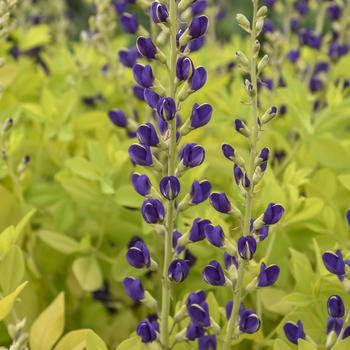 Baptisia 'Golden Anniversary' (274415)