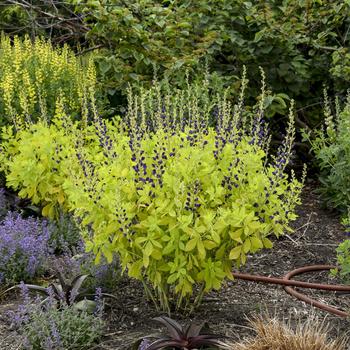 Baptisia 'Golden Anniversary' (274416)