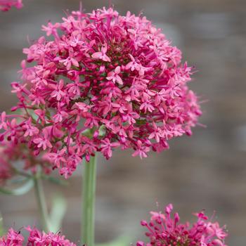 Centranthus ruber 'Coccineus' (274417)