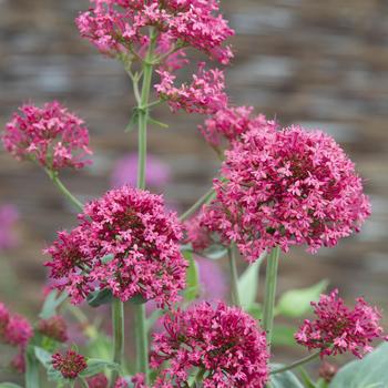 Centranthus ruber 'Coccineus' 