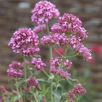 Centranthus ruber 'Pretty Betsy' 