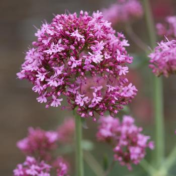 Centranthus ruber 'Pretty Betsy' (274423)