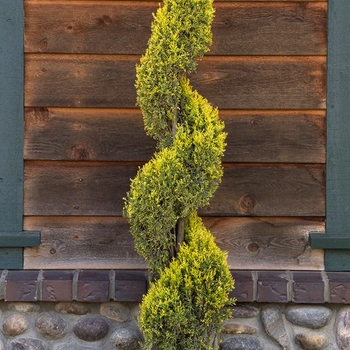 Cupressus sempervirens 'Swane's Golden' 