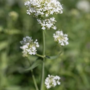 Centranthus ruber 'Albus' (274425)