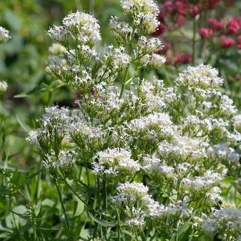 Centranthus ruber 'Albus' 