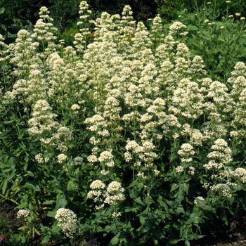 Centranthus ruber 'Albus' (274427)