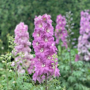 Delphinium 'New Zealand Mini Pinks' 