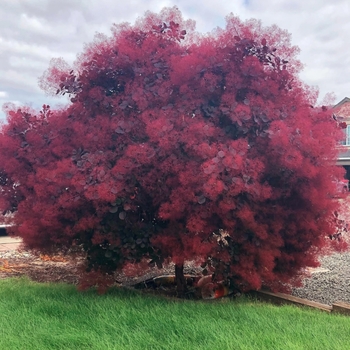 Cotinus coggygria 'Old Fashioned' PP19035