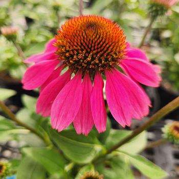 Echinacea 'Panama Rose' 