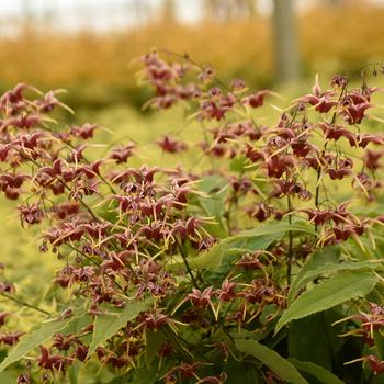 Epimedium 'Cranberry Dancer' 