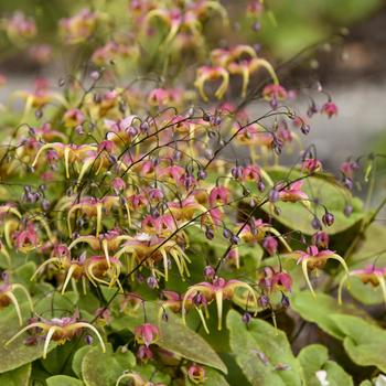 Epimedium 'Dream Catcher' 