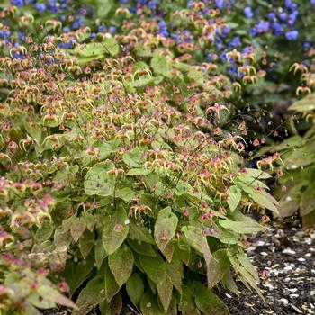 Epimedium 'Dream Catcher' (274434)