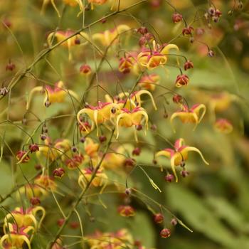 Epimedium 'Jester's Hat' (274435)