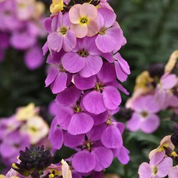 Erysimum 