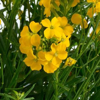 Erysimum 'Sunstrong Yellow' 