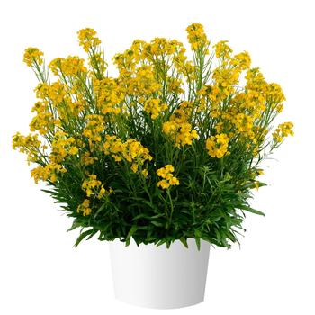 Erysimum 'Sunstrong Yellow' (274441)