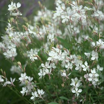 Gaura lindheimeri 'White' KLEGL14844