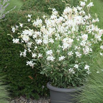 Gaura lindheimeri Belleza® 'White' (274443)