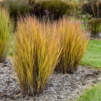 Panicum virgatum 'Half Pint' (274444)