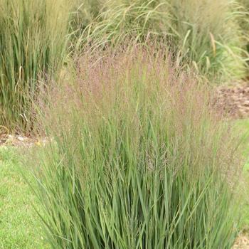 Panicum virgatum 'Half Pint' (274445)