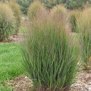 Panicum virgatum 'Half Pint' (274446)