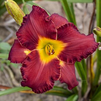 Hemerocallis 'Another Brick in the Wall' 