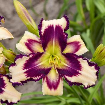 Hemerocallis 'Inscribed on my Heart' 