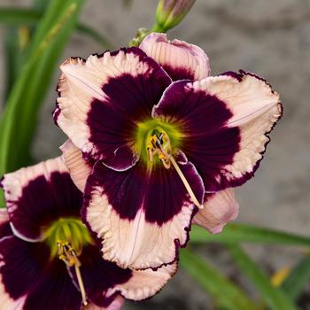 Hemerocallis 'Jane Trimmer' 