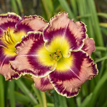 Hemerocallis 'Momentary Bliss' 